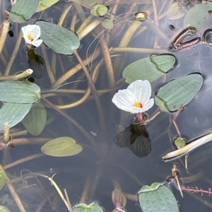 Ottelia ovalifolia at Lake George, NSW - 1 Mar 2023