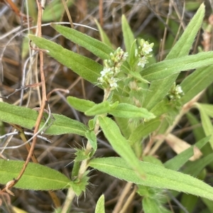 Persicaria prostrata at Lake George, NSW - 1 Mar 2023