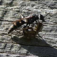 Unidentified Wasp (Hymenoptera, Apocrita) at Mongarlowe River - 25 Feb 2023 by arjay