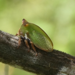 Sextius virescens at Charleys Forest, NSW - suppressed