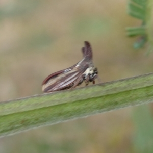 Ceraon vitta at Charleys Forest, NSW - suppressed