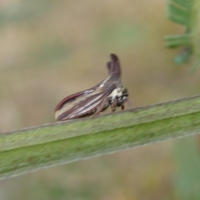 Ceraon vitta (Treehopper) at Charleys Forest, NSW - 24 Feb 2023 by arjay