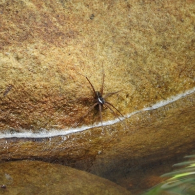 Dolomedes (genus) (Fishing spider) at Oakdale, NSW - 1 Mar 2023 by bufferzone