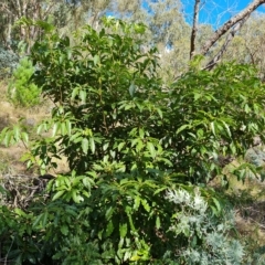 Pittosporum undulatum (sweet pittosporum) at Isaacs, ACT - 1 Mar 2023 by Mike