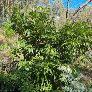 Pittosporum undulatum at Isaacs, ACT - 1 Mar 2023