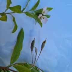 Billardiera heterophylla (Western Australian Bluebell Creeper) at Isaacs Ridge - 1 Mar 2023 by Mike