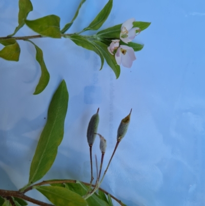 Billardiera heterophylla (Western Australian Bluebell Creeper) at Isaacs Ridge and Nearby - 1 Mar 2023 by Mike