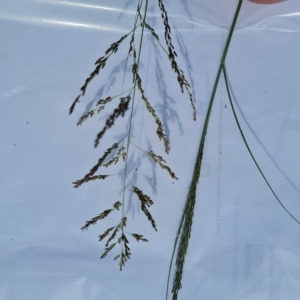 Eragrostis curvula at Yarralumla, ACT - 1 Mar 2023