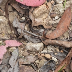 Unidentified Spider (Araneae) at Oakdale, NSW - 1 Mar 2023 by bufferzone