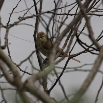 Acrocephalus australis (Australian Reed-Warbler) at UMD007: Casuarina Sands, Cotter - 28 Feb 2023 by RodDeb