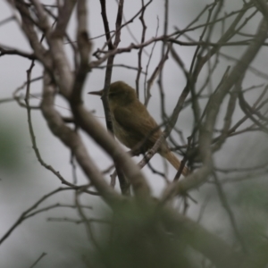 Acrocephalus australis at Stromlo, ACT - 28 Feb 2023