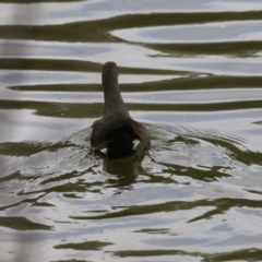 Gallinula tenebrosa (Dusky Moorhen) at Stromlo, ACT - 28 Feb 2023 by RodDeb