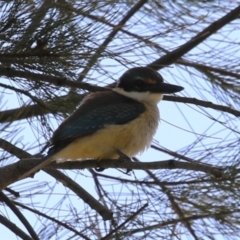 Todiramphus sanctus (Sacred Kingfisher) at Stromlo, ACT - 28 Feb 2023 by RodDeb