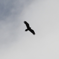 Aquila audax (Wedge-tailed Eagle) at Stromlo, ACT - 28 Feb 2023 by RodDeb