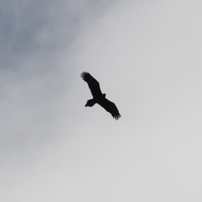 Aquila audax (Wedge-tailed Eagle) at UMD007: Casuarina Sands, Cotter - 28 Feb 2023 by RodDeb