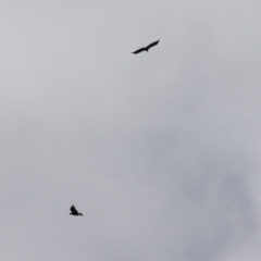 Aquila audax at Stromlo, ACT - 28 Feb 2023