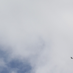 Aquila audax at Stromlo, ACT - 28 Feb 2023