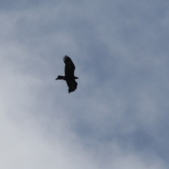 Aquila audax at Stromlo, ACT - 28 Feb 2023