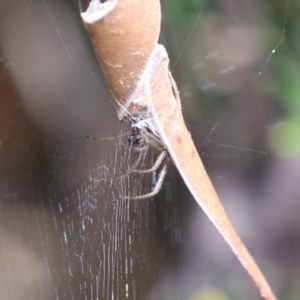 Phonognatha graeffei at Paddys River, ACT - 28 Feb 2023