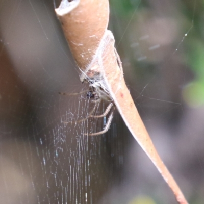 Phonognatha graeffei (Leaf Curling Spider) at Paddys River, ACT - 28 Feb 2023 by RodDeb