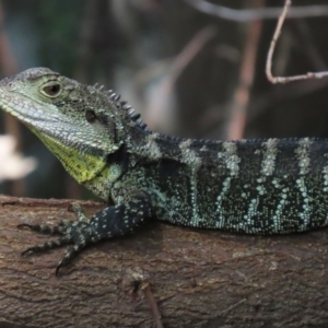 Intellagama lesueurii howittii at Paddys River, ACT - 28 Feb 2023