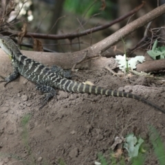 Intellagama lesueurii howittii at Paddys River, ACT - 28 Feb 2023