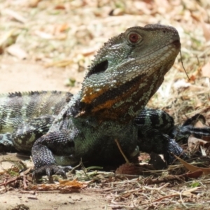 Intellagama lesueurii howittii at Paddys River, ACT - 28 Feb 2023