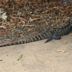 Intellagama lesueurii howittii at Paddys River, ACT - 28 Feb 2023