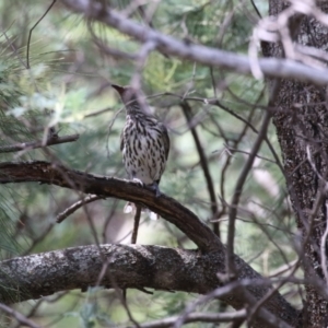 Oriolus sagittatus at Paddys River, ACT - 28 Feb 2023