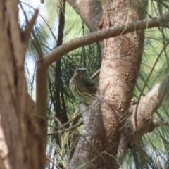 Oriolus sagittatus at Paddys River, ACT - 28 Feb 2023