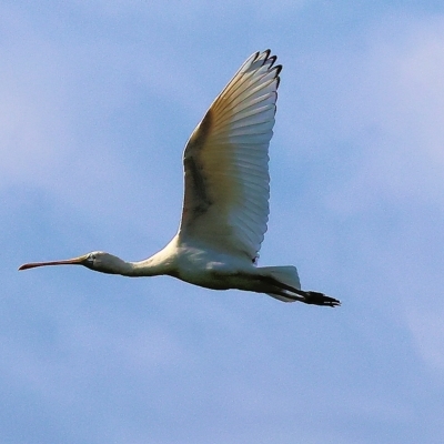 Platalea flavipes (Yellow-billed Spoonbill) at Splitters Creek, NSW - 26 Feb 2023 by KylieWaldon
