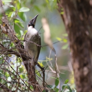 Philemon corniculatus at Paddys River, ACT - 28 Feb 2023 12:54 PM