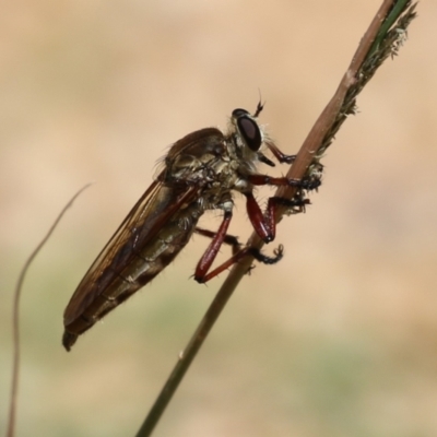 Asilinae sp. (subfamily) (Unidentified asiline Robberfly) at Coree, ACT - 28 Feb 2023 by RodDeb