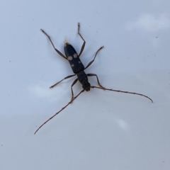 Coleocoptus senio (Longhorn or longicorn beetle) at Molonglo River Reserve - 1 Mar 2023 by Steve_Bok