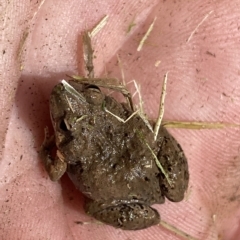 Crinia parinsignifera at Coombs, ACT - 1 Mar 2023