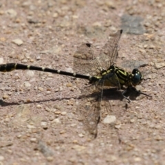 Hemigomphus heteroclytus (Stout Vicetail) at Paddys River, ACT - 28 Feb 2023 by RodDeb