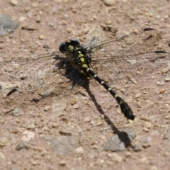 Hemigomphus heteroclytus at Paddys River, ACT - 28 Feb 2023