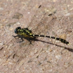 Hemigomphus heteroclytus at Paddys River, ACT - 28 Feb 2023