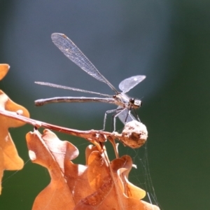 Austroargiolestes icteromelas at Paddys River, ACT - 28 Feb 2023