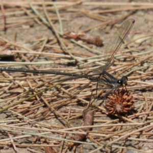 Austroargiolestes icteromelas at Paddys River, ACT - 28 Feb 2023 01:45 PM