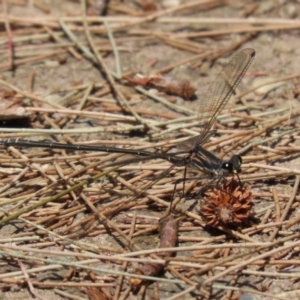 Austroargiolestes icteromelas at Paddys River, ACT - 28 Feb 2023