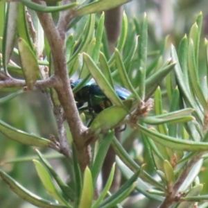 Lamprima aurata at Paddys River, ACT - 28 Feb 2023 02:39 PM