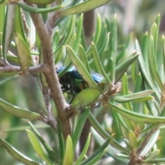 Lamprima aurata at Paddys River, ACT - 28 Feb 2023 02:39 PM