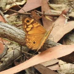 Geitoneura acantha (Ringed Xenica) at Lakesland, NSW - 28 Feb 2023 by GlossyGal