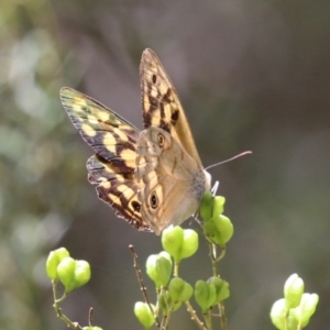 Heteronympha paradelpha at Paddys River, ACT - 28 Feb 2023