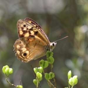 Heteronympha paradelpha at Paddys River, ACT - 28 Feb 2023