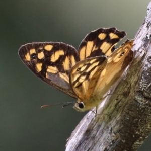 Heteronympha paradelpha at Paddys River, ACT - 28 Feb 2023