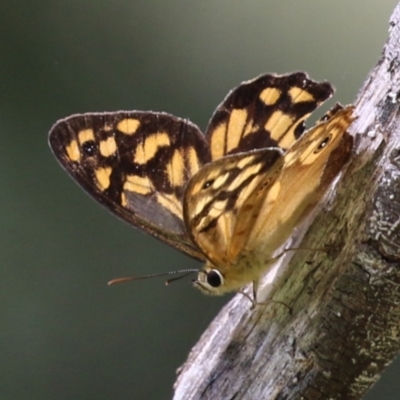 Heteronympha paradelpha (Spotted Brown) at Paddys River, ACT - 28 Feb 2023 by RodDeb