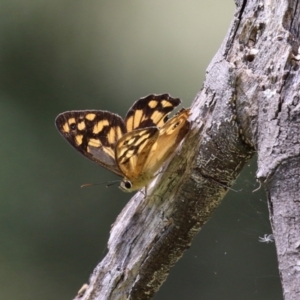 Heteronympha paradelpha at Paddys River, ACT - 28 Feb 2023