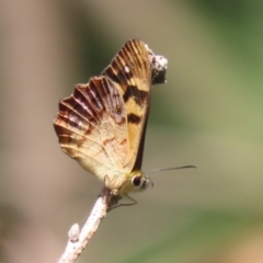 Heteronympha banksii (Banks' Brown) at Paddys River, ACT - 28 Feb 2023 by RodDeb